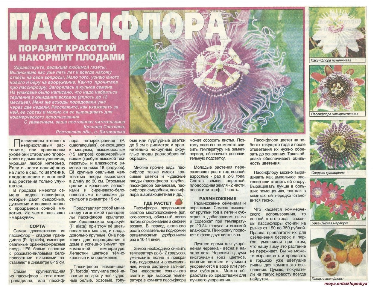 Экстракт пассифлоры