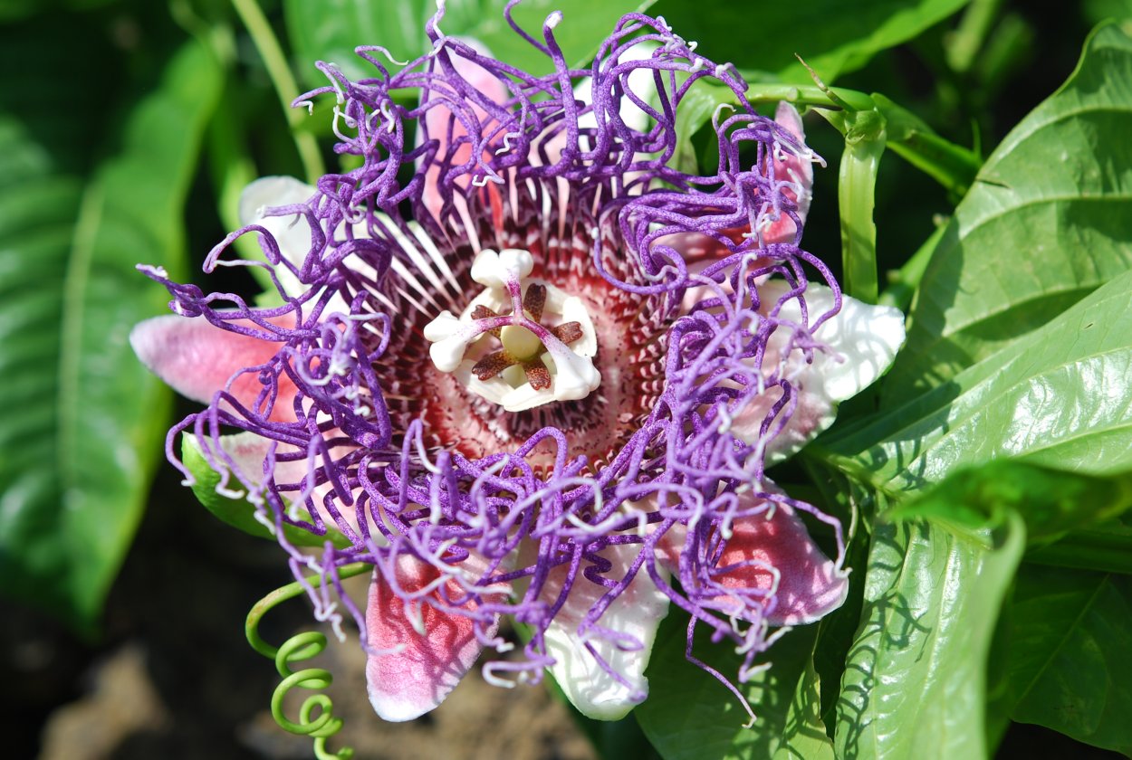 Соцветие пассифлоры