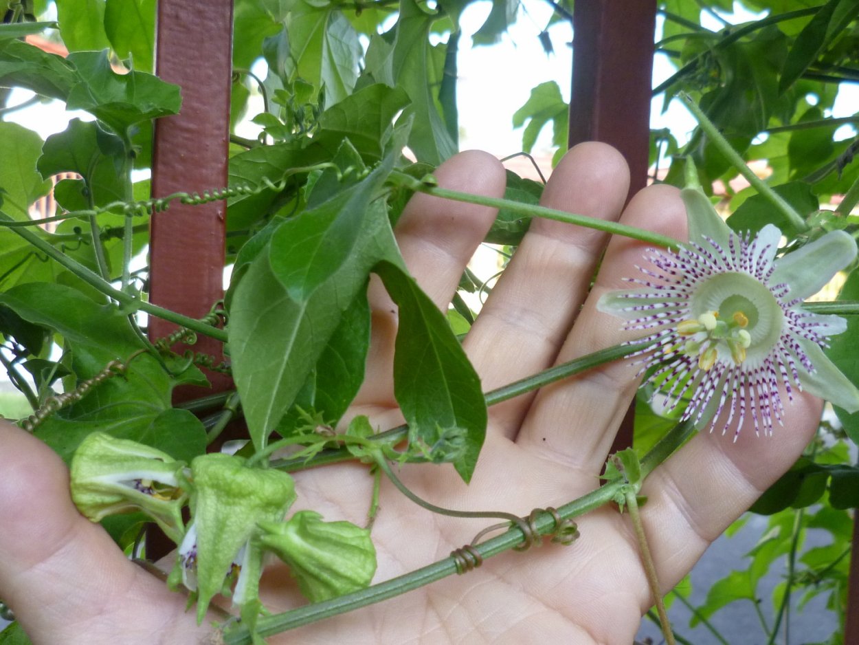 Пассифлора строение