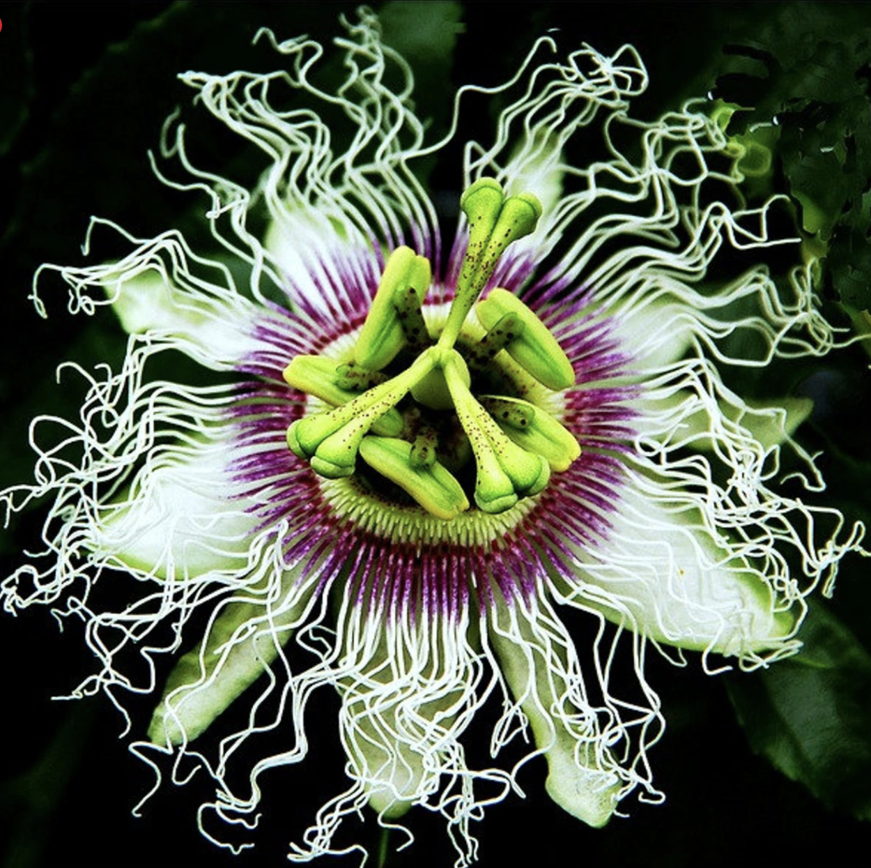 Passiflora quadrangularis