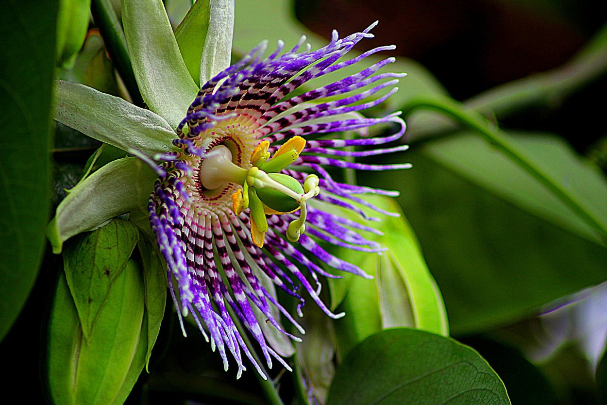 Маракуйя пассифлора