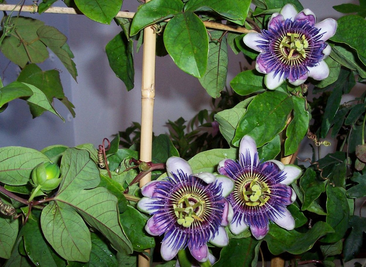 Пассифлора кистецветная