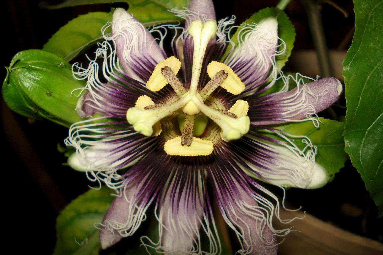 Страстоцвет пассифлора