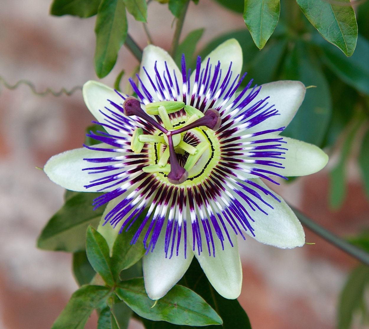 Пассифлора дамселс Делайт