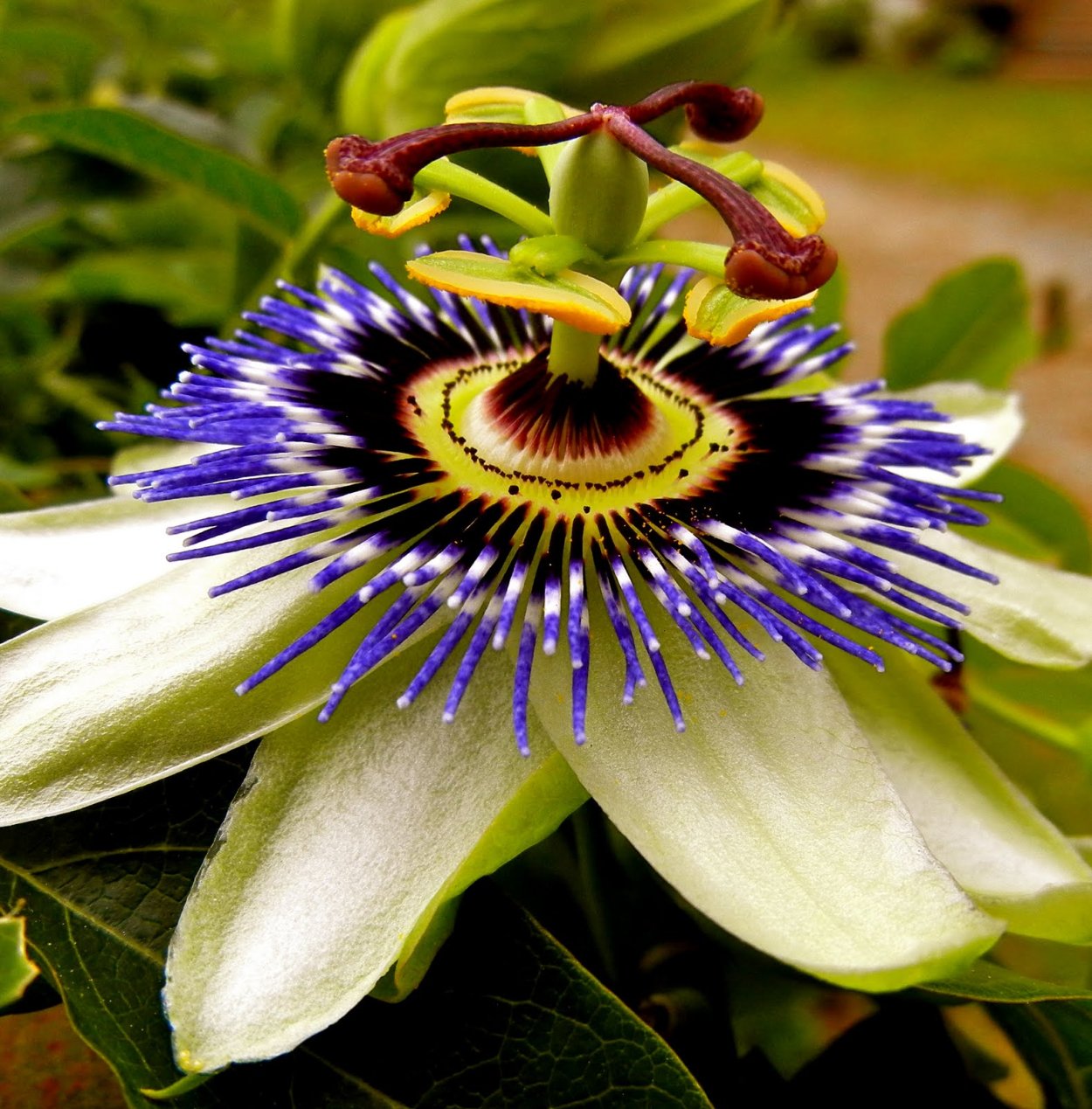 Пассифлора инкарнатная Ботанический