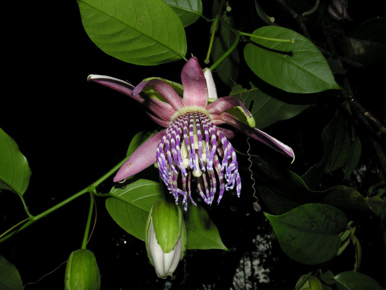 Страстоцвет пассифлора