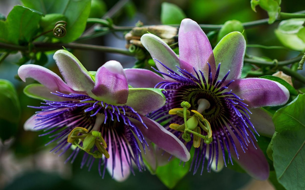 Пассифлора Амбигуа