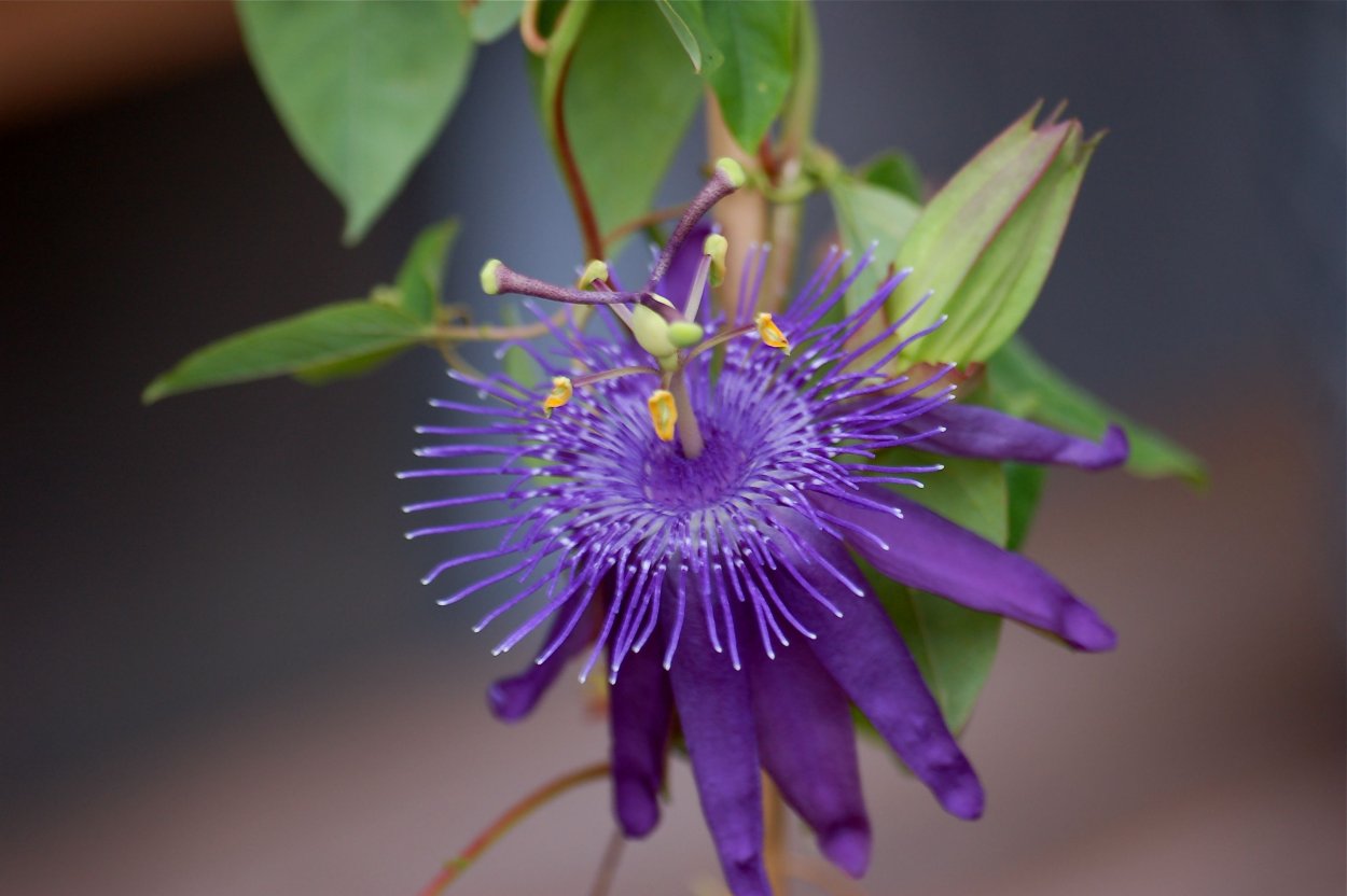 Страстоцвет четырёхгранный