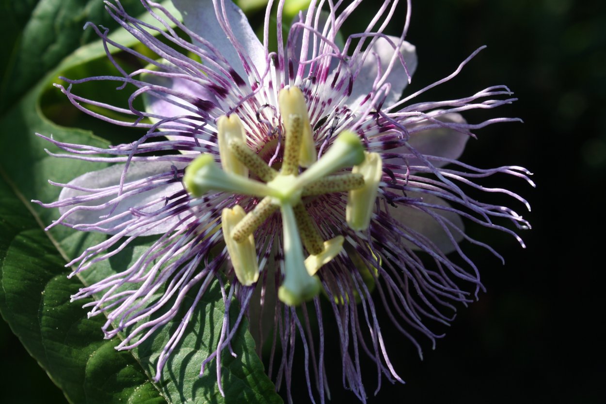 Самые красивые и редкие растения