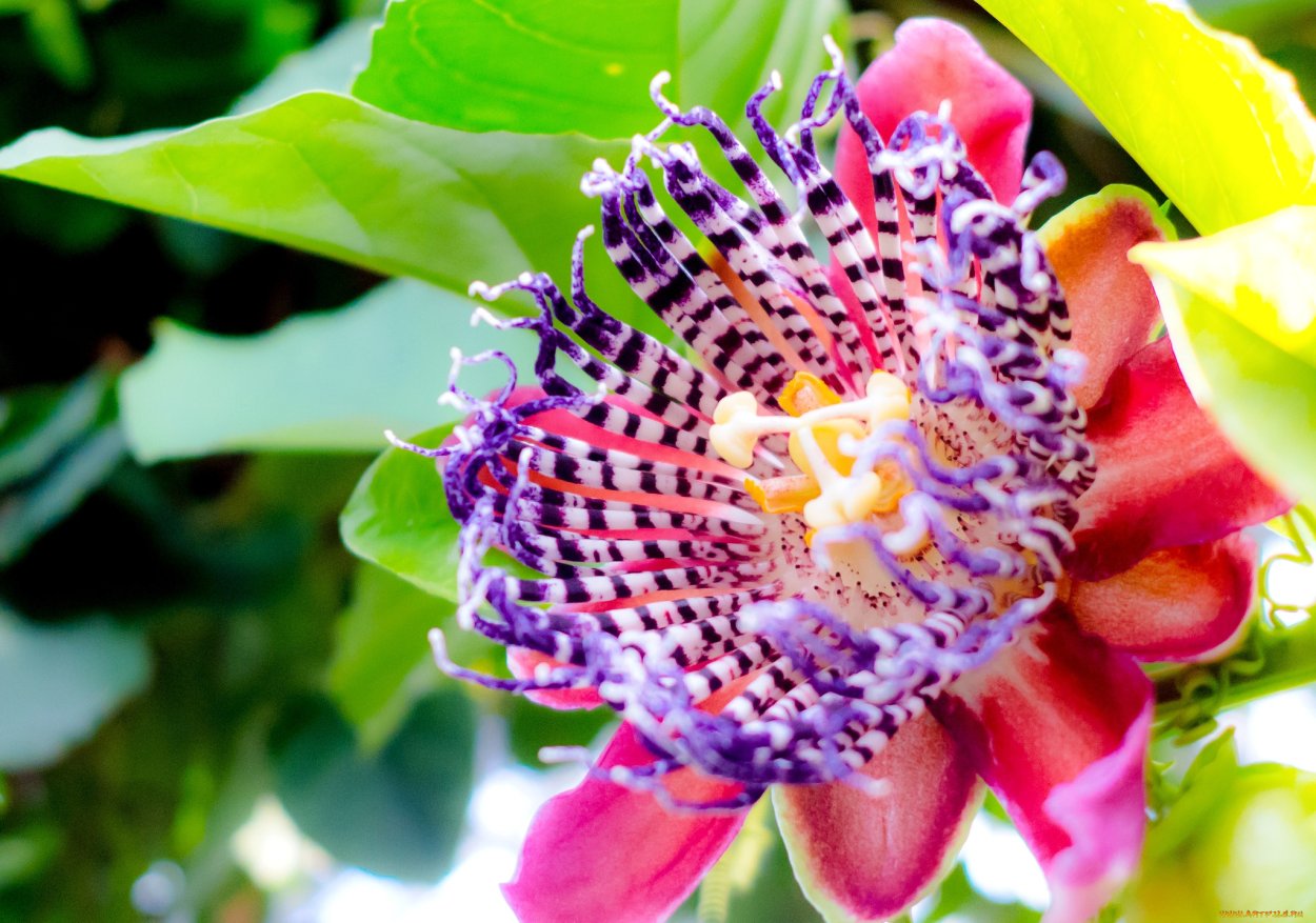 Пассифлора индиго