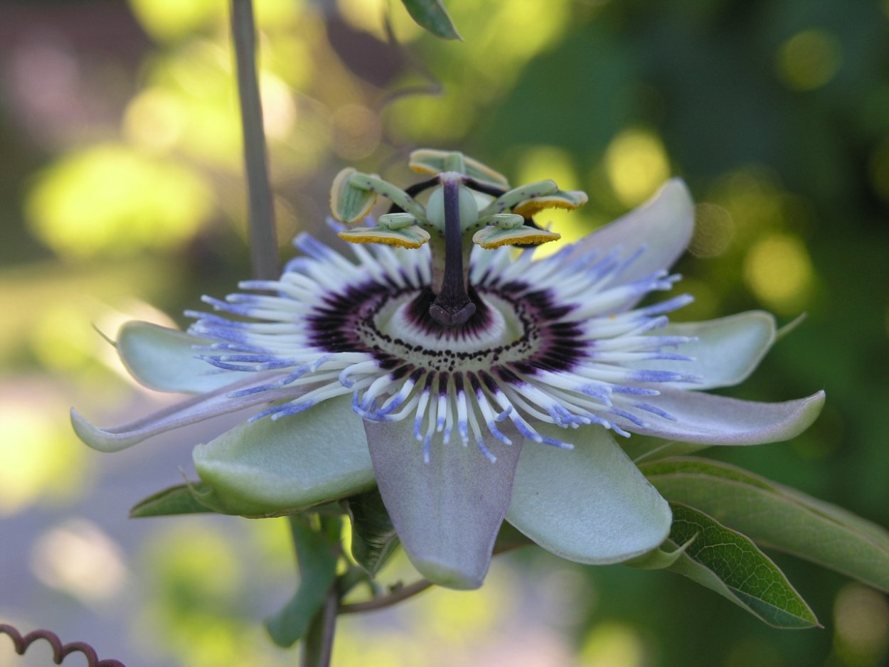 Пассифлора кавалерская звезда