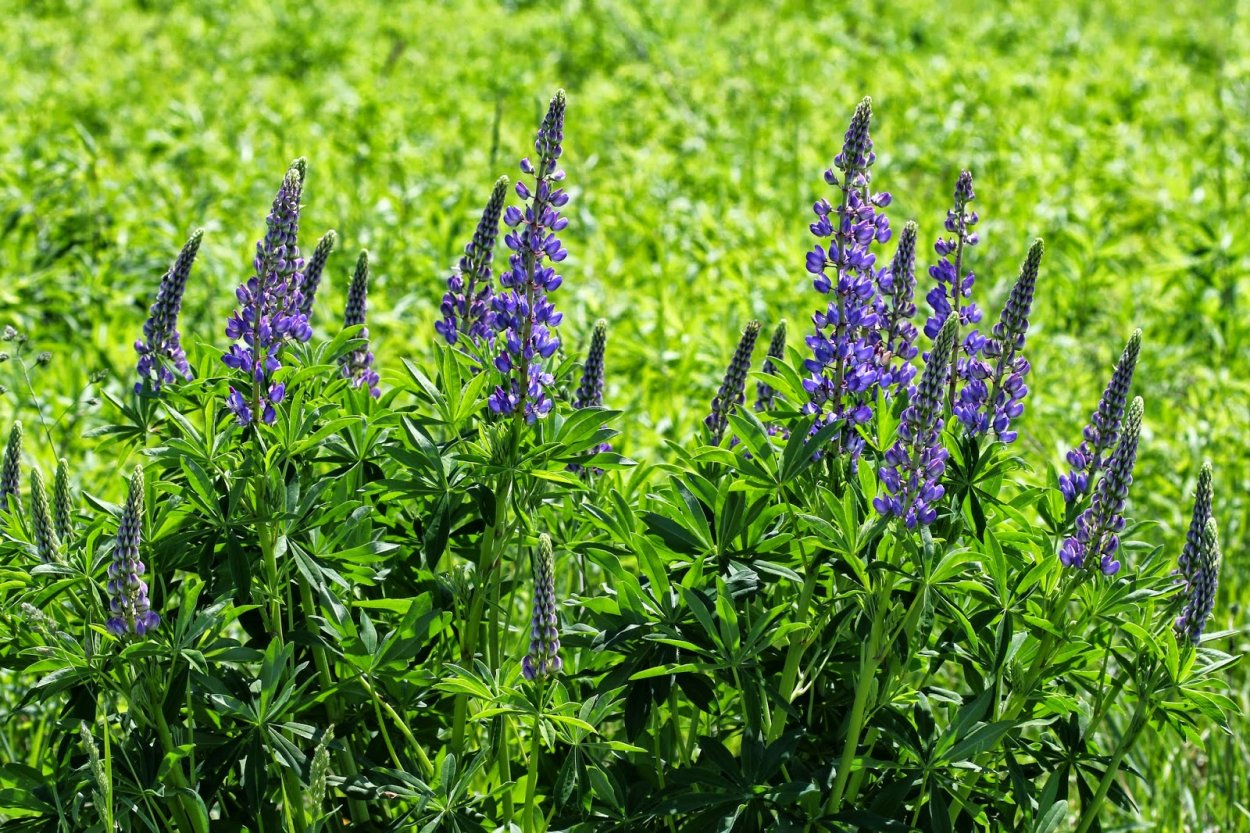 Lupinus polyphyllus. Люпин многолистный Lupinus polyphyllus. Люпин многолистный (Lupinus polyphyllus Lindl.). Люпин айс Фреш.