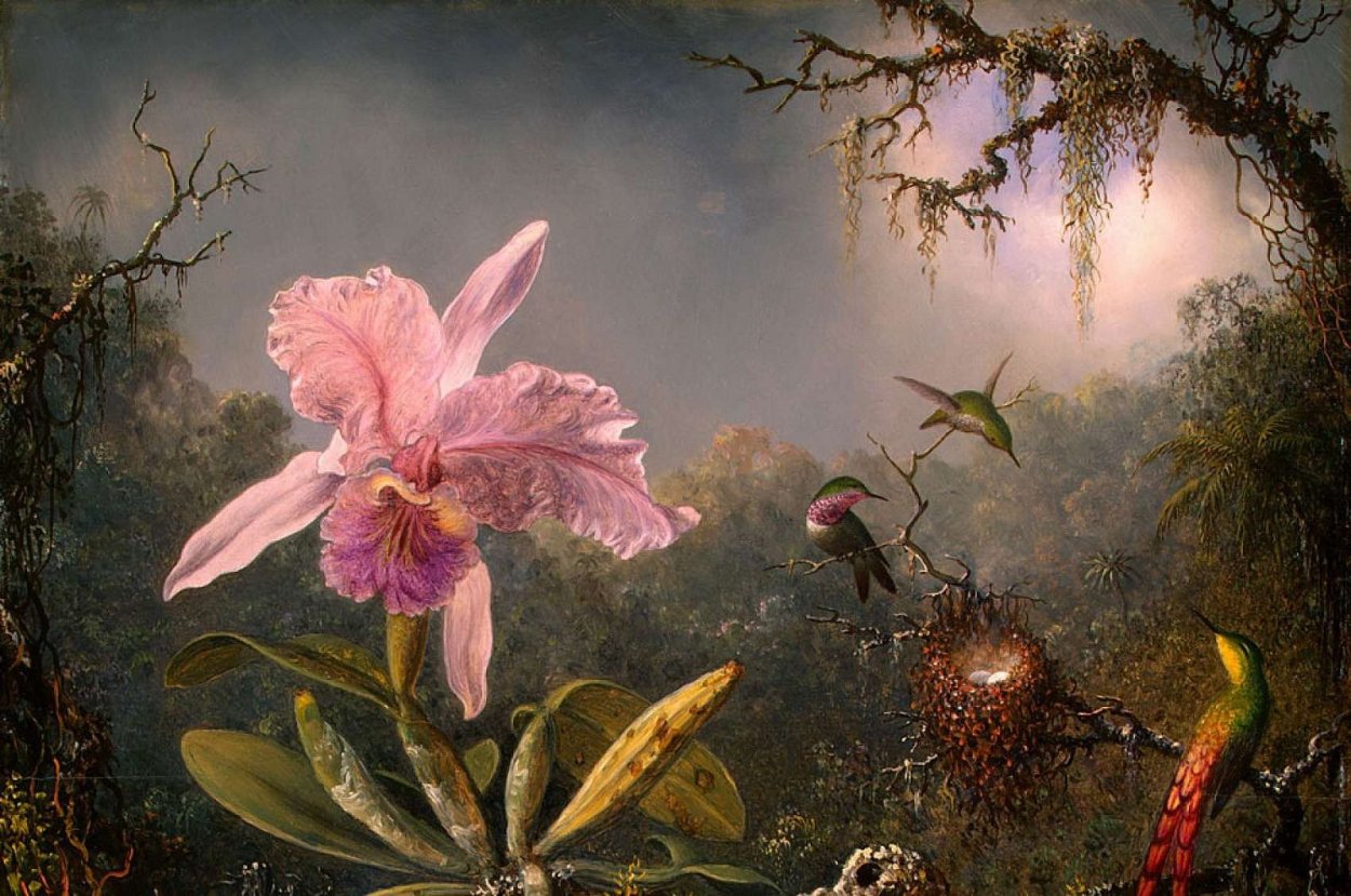 Мартин Джонсон хед