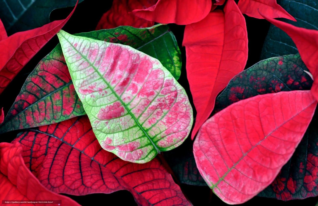 Красивые листья растений