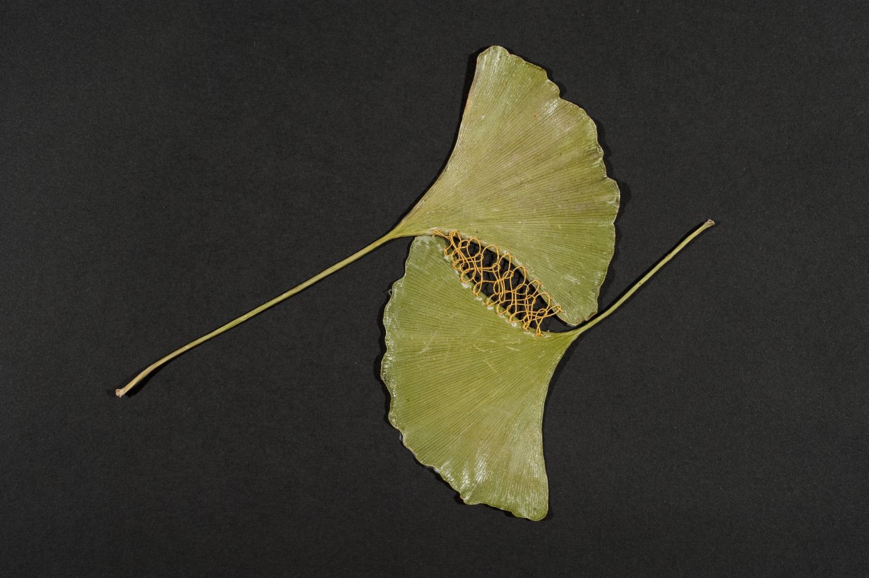 Необычные листья деревьев