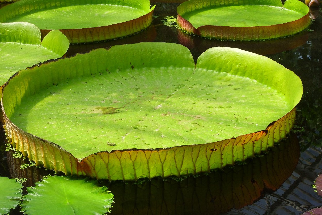 Виктория Амазонская (Victoria Amazonica)