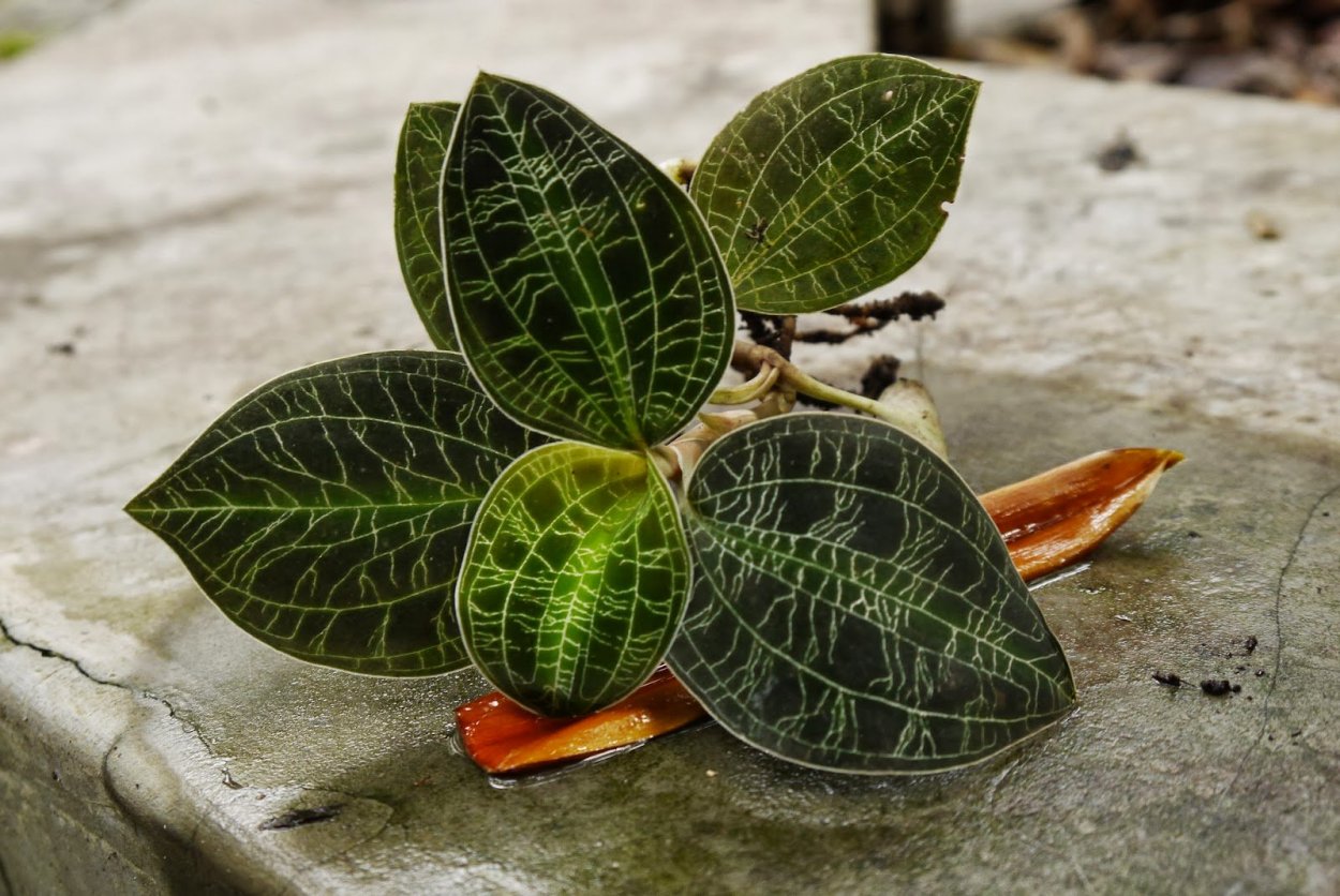 Орхидея Макодес