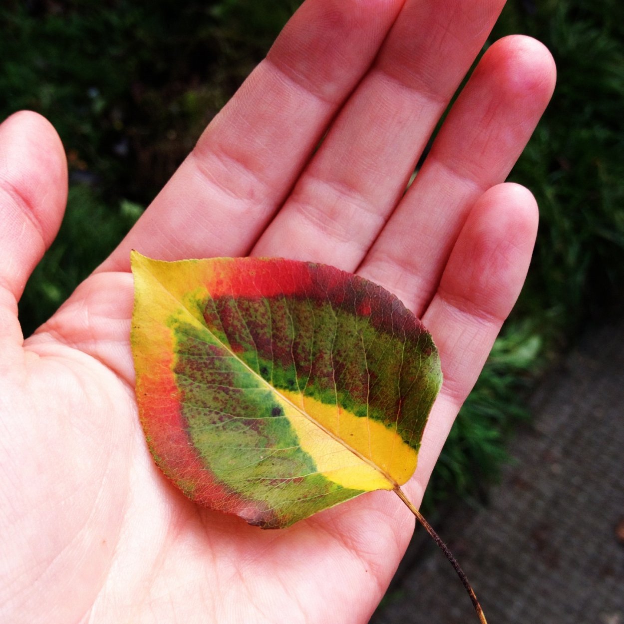 Необычные листья