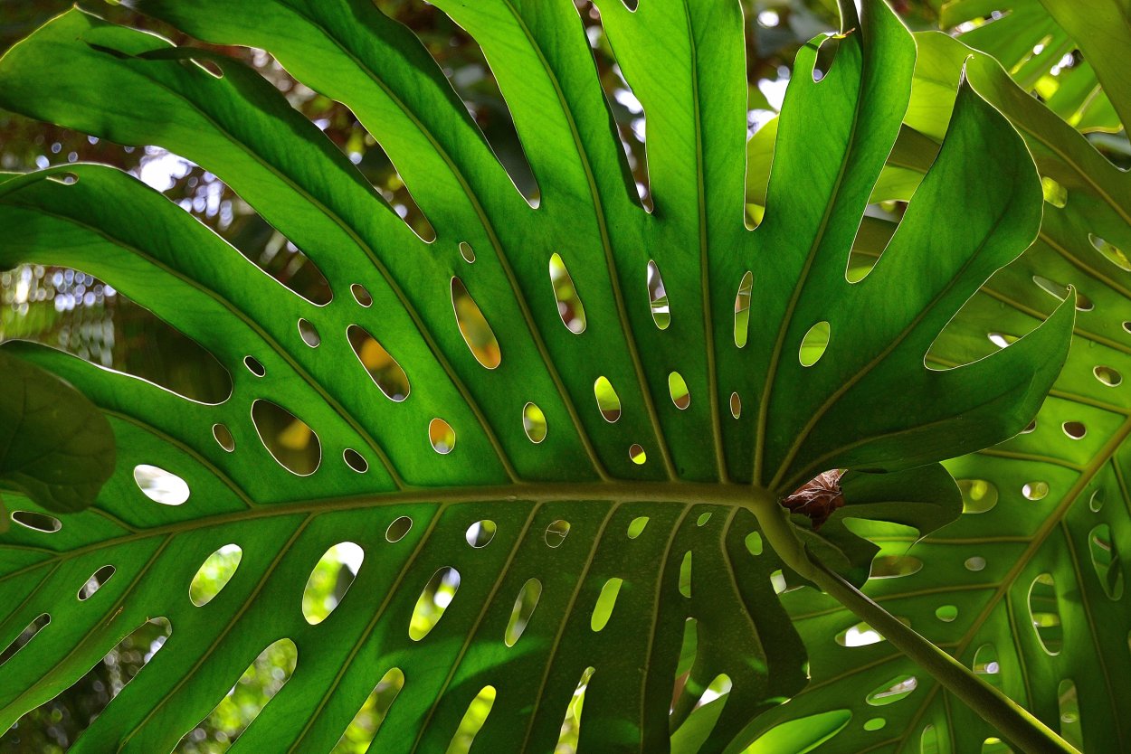 Тропические лианы