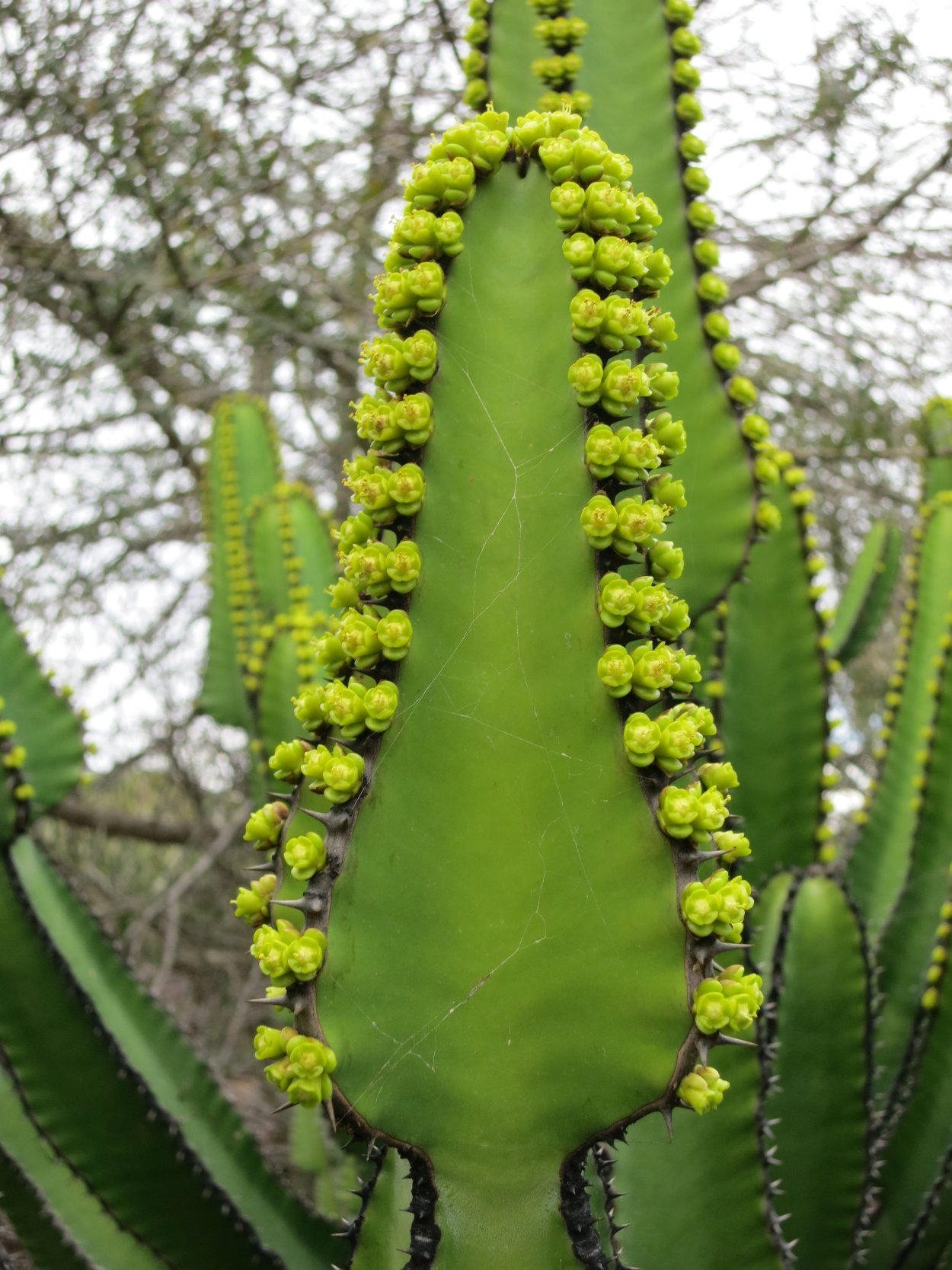 Молочай Канарский