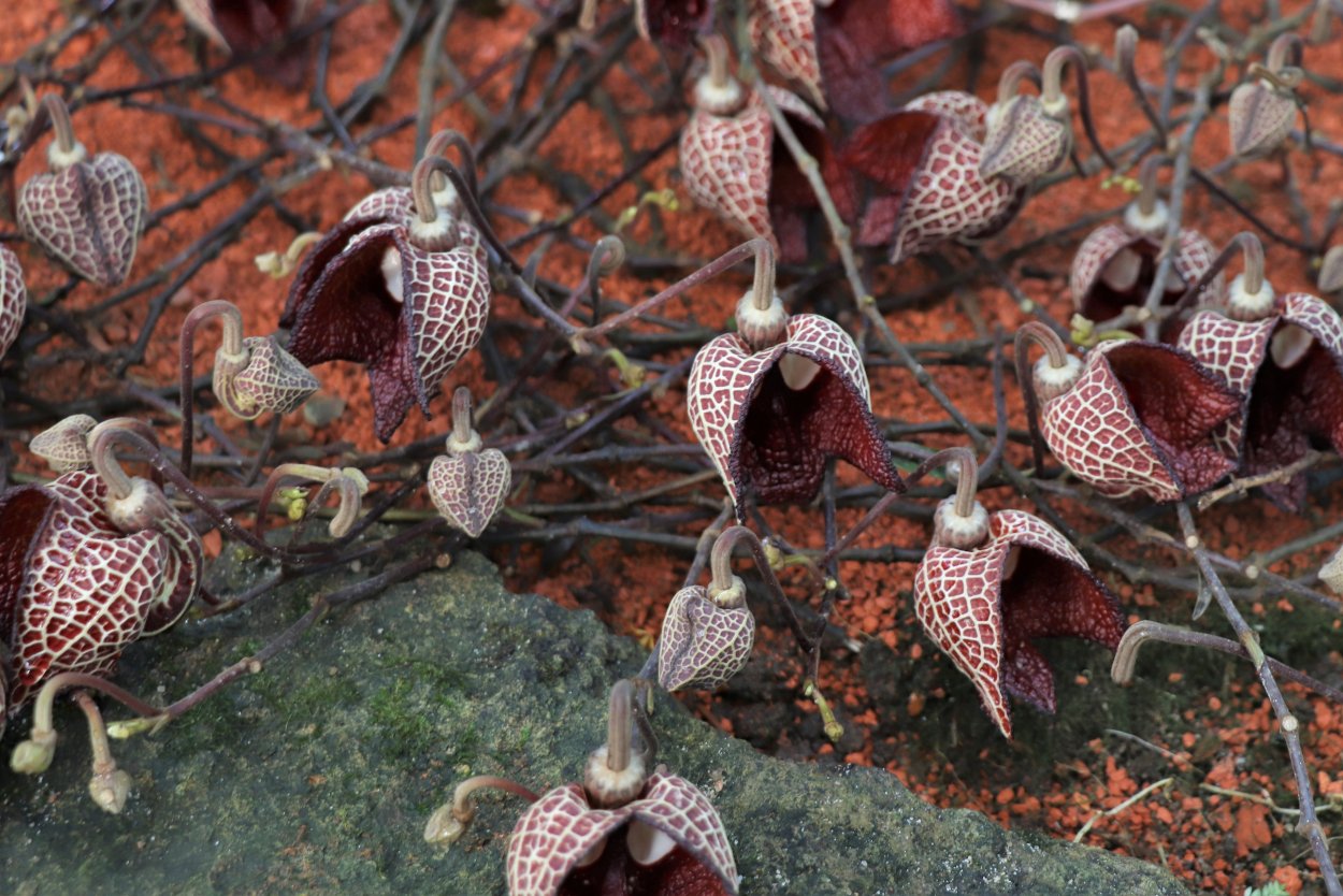 Растения с коричневыми цветами тропические