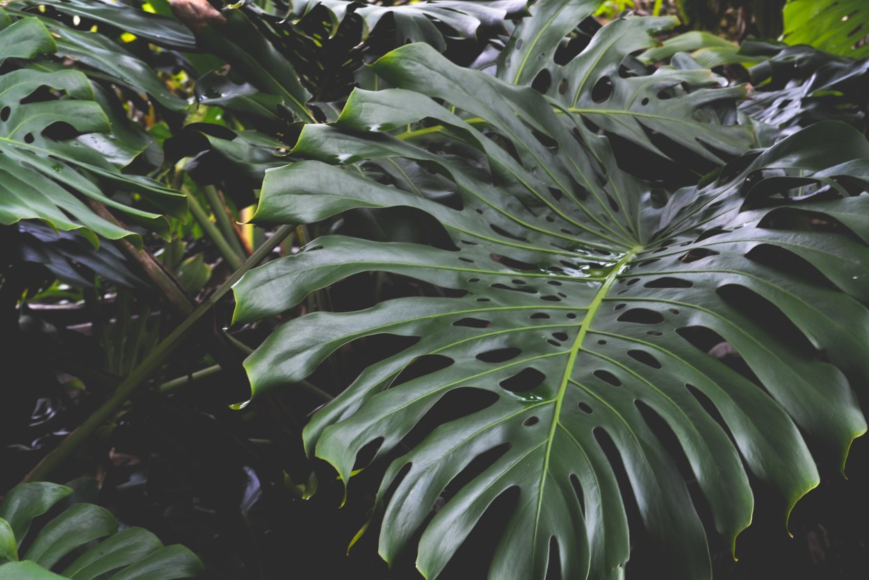 Монстера Дикая джунгли