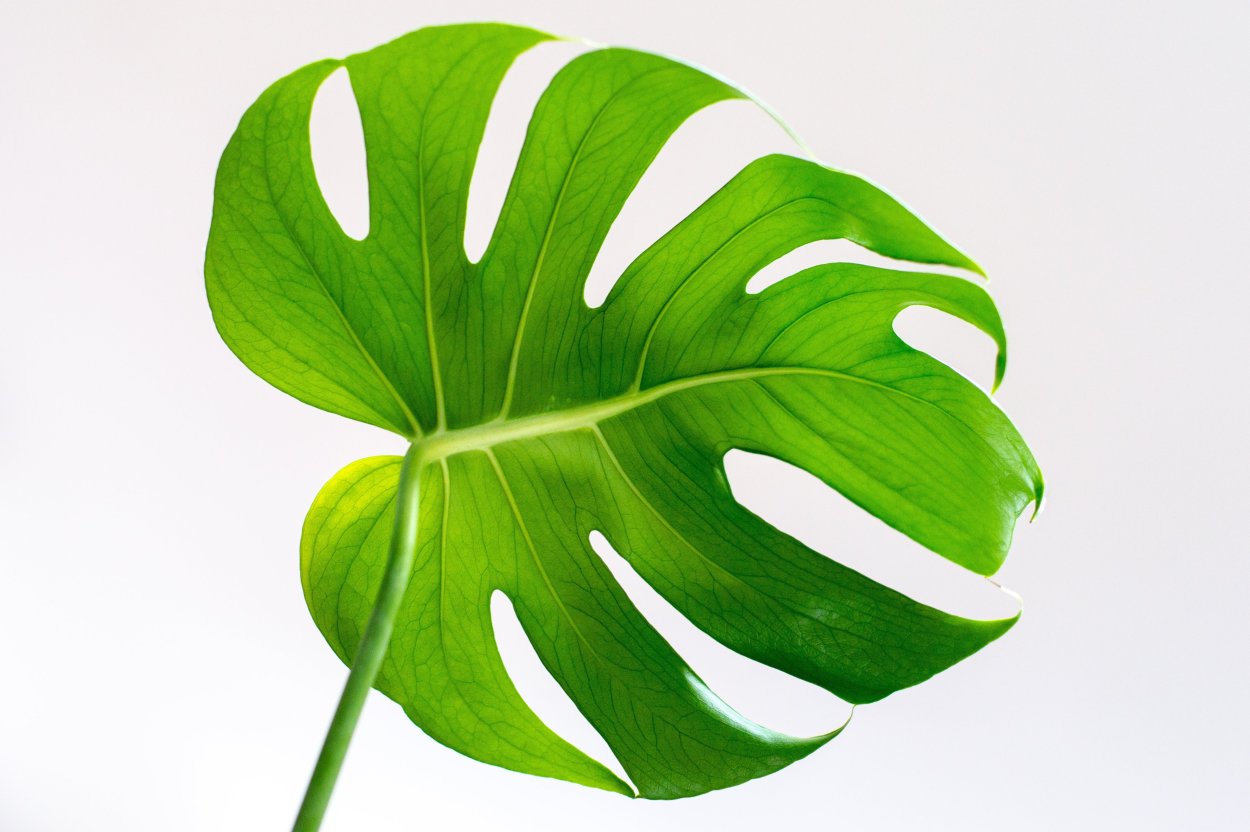 Большие листья