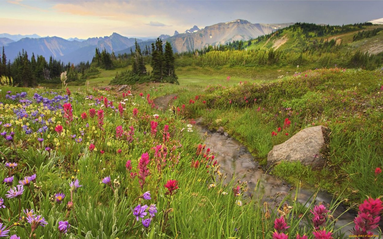 Альпийские Луга разнотравье