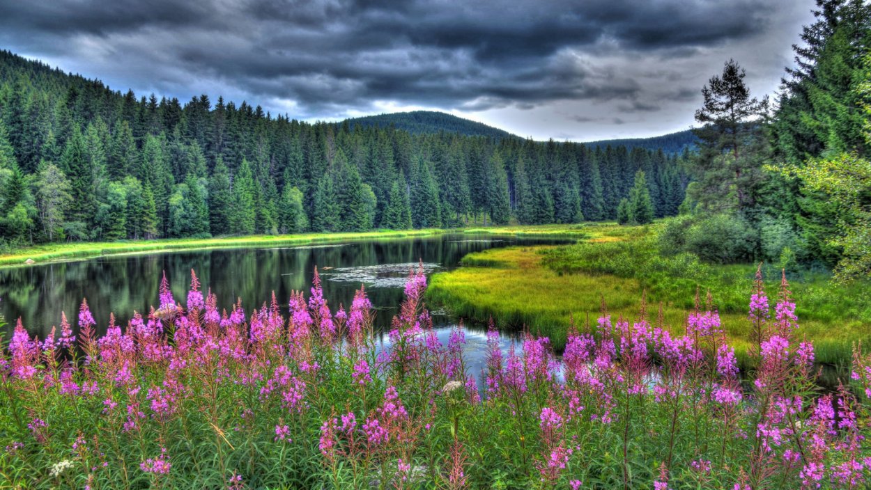 Карелия озера Иван чай