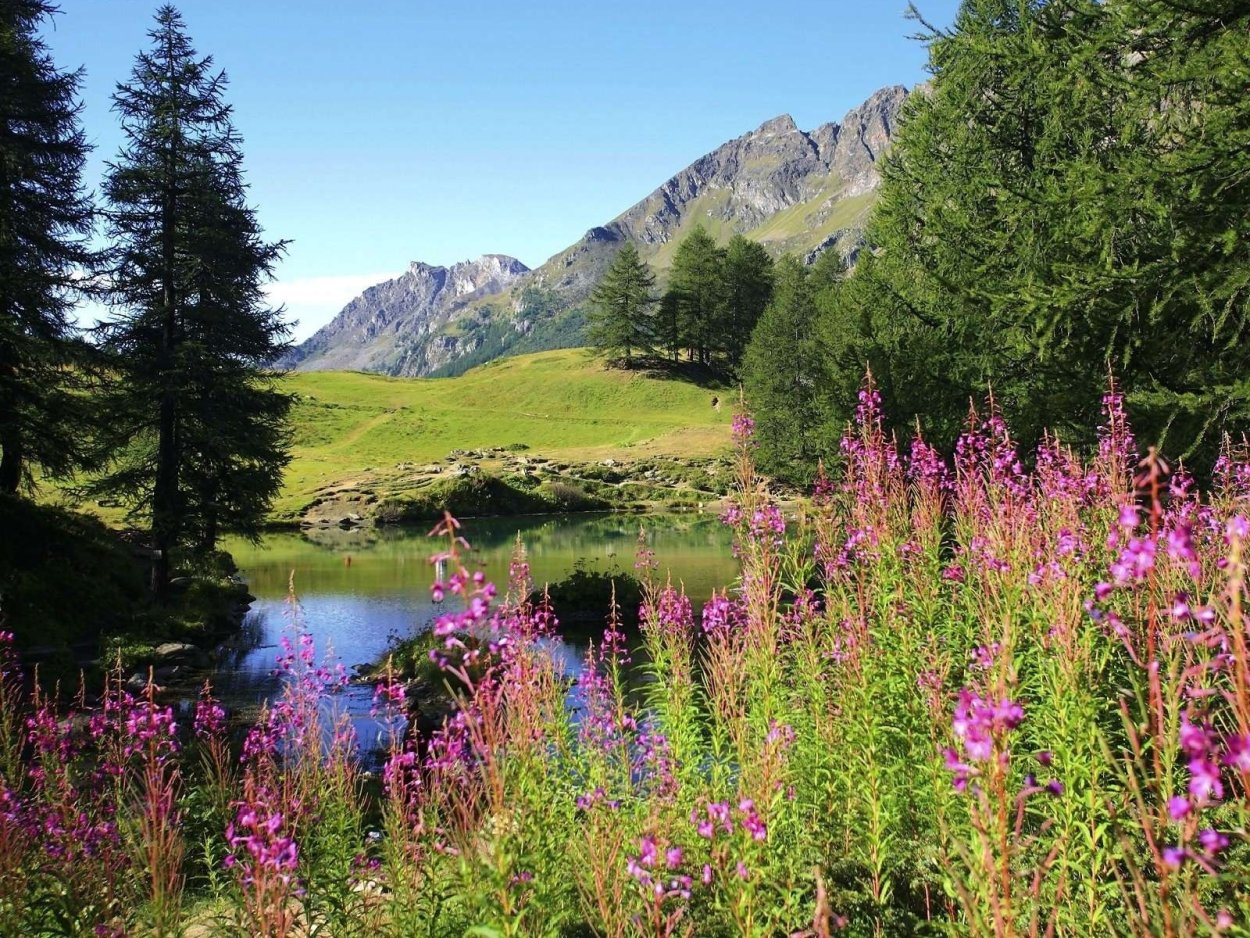 Горный Алтай Иван-чай бадан горы река
