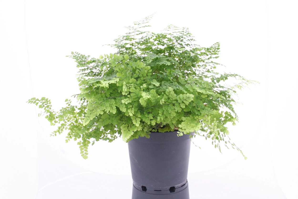 Адиантум rad Fritz-Luth