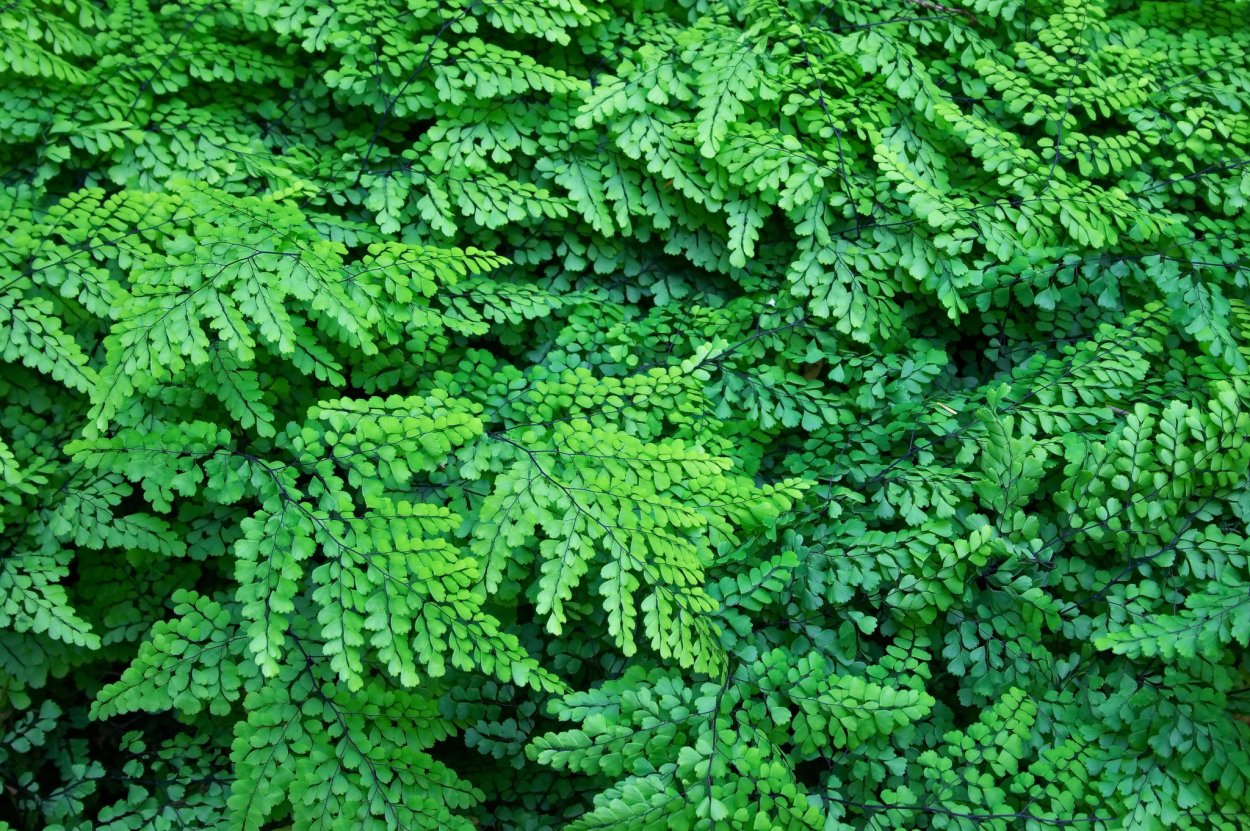 Папоротник адиантум