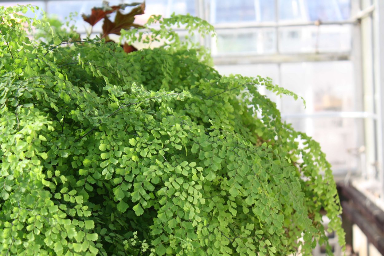 Папоротник адиантум