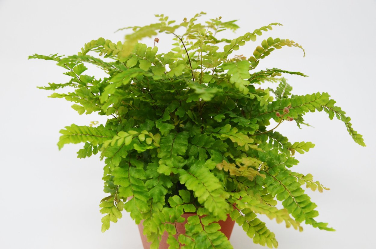 Папоротник адиантум бронзе