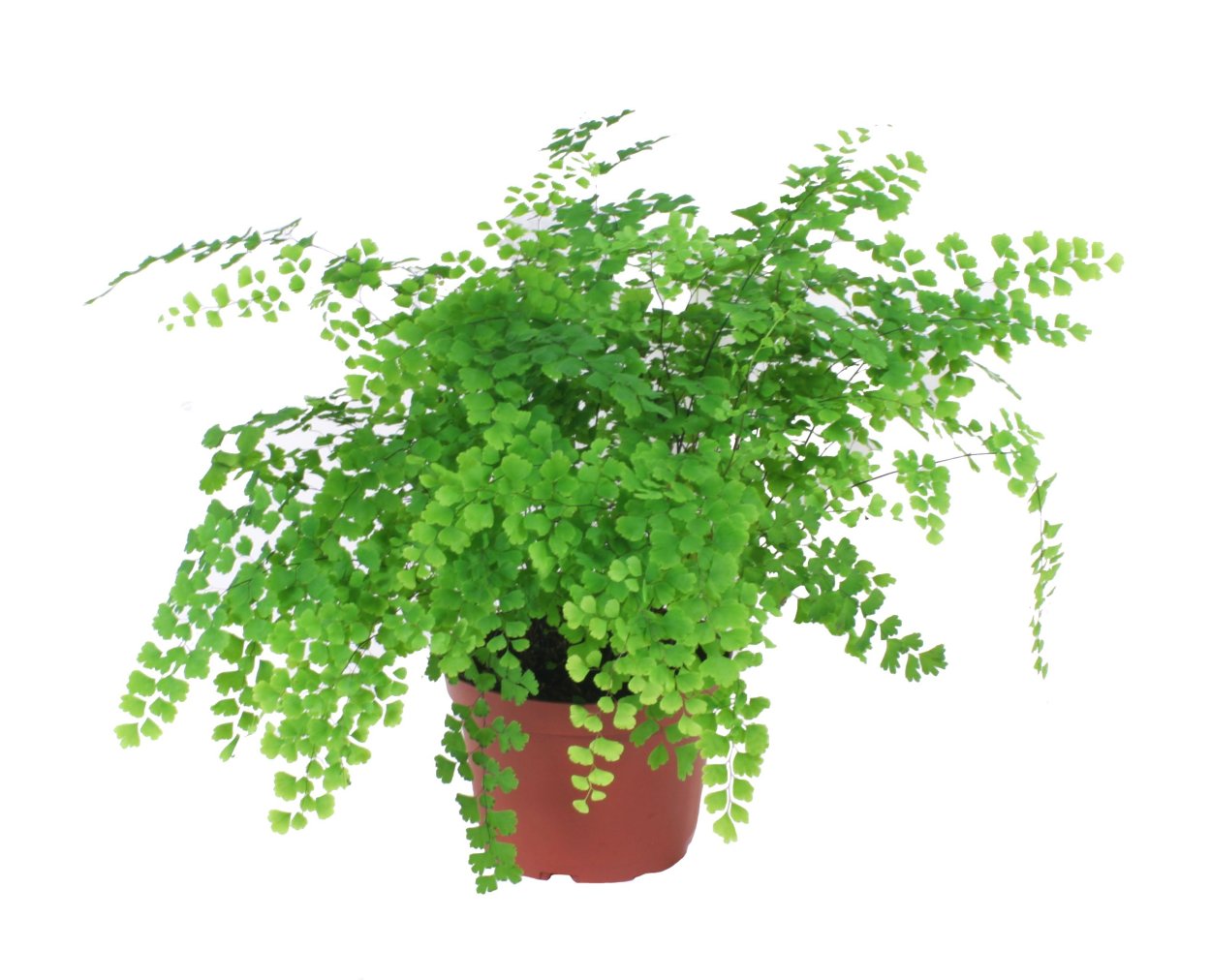 Папоротник адиантум Фрагранс