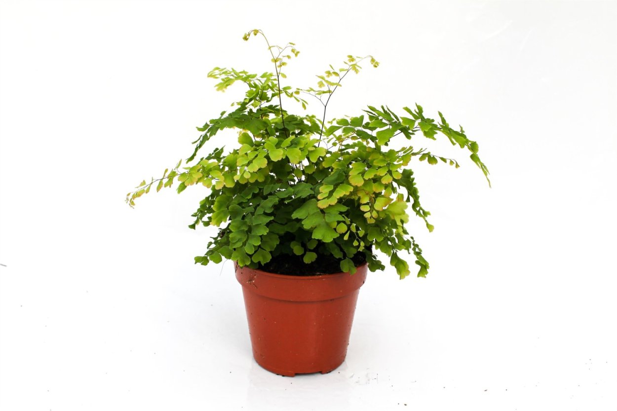 Адиантум Бриллианс