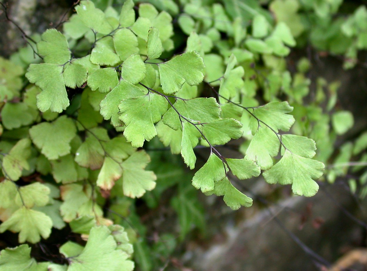 Адиантум ‘Fritz Luthii