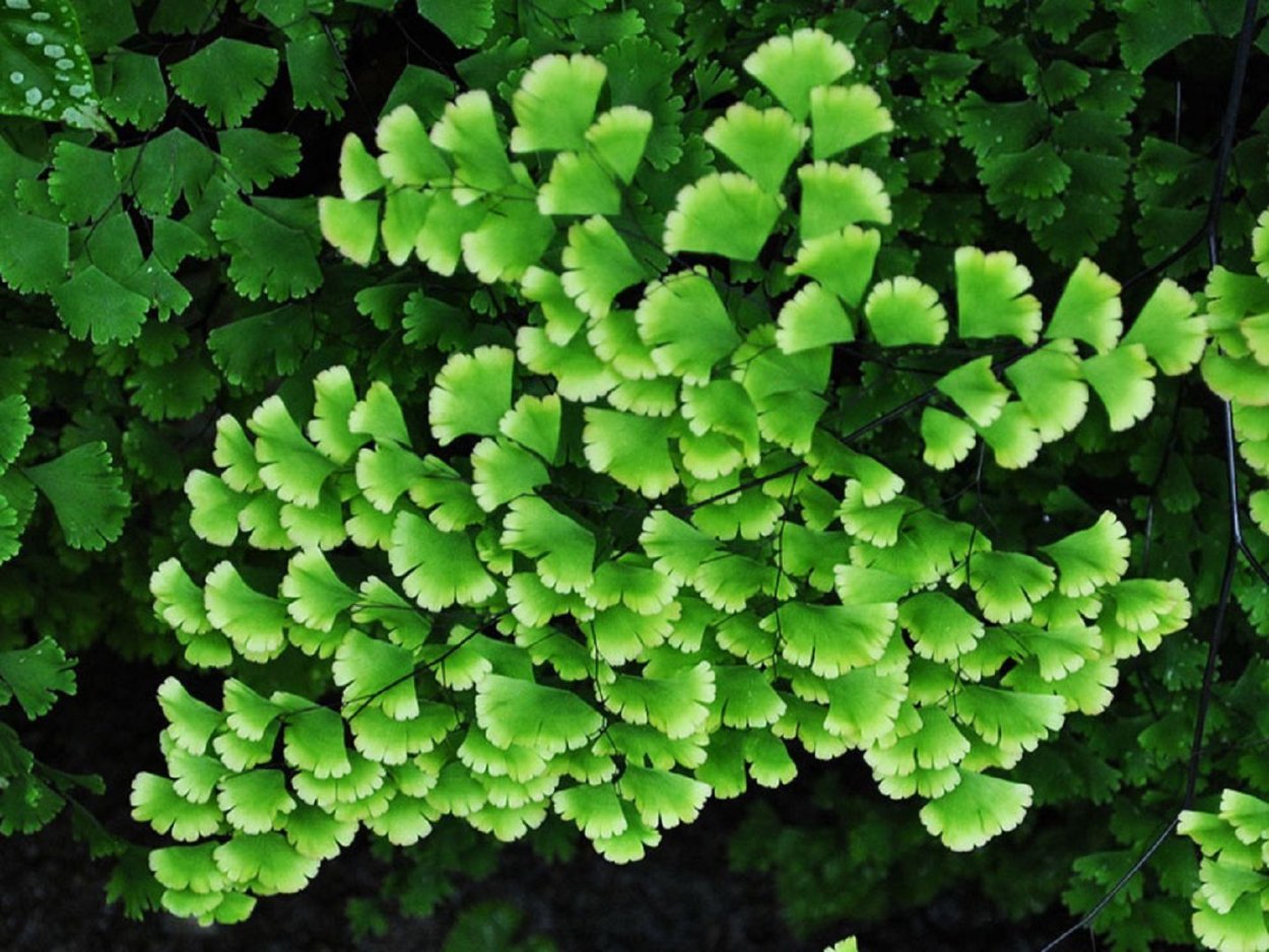 Папоротник адиантум