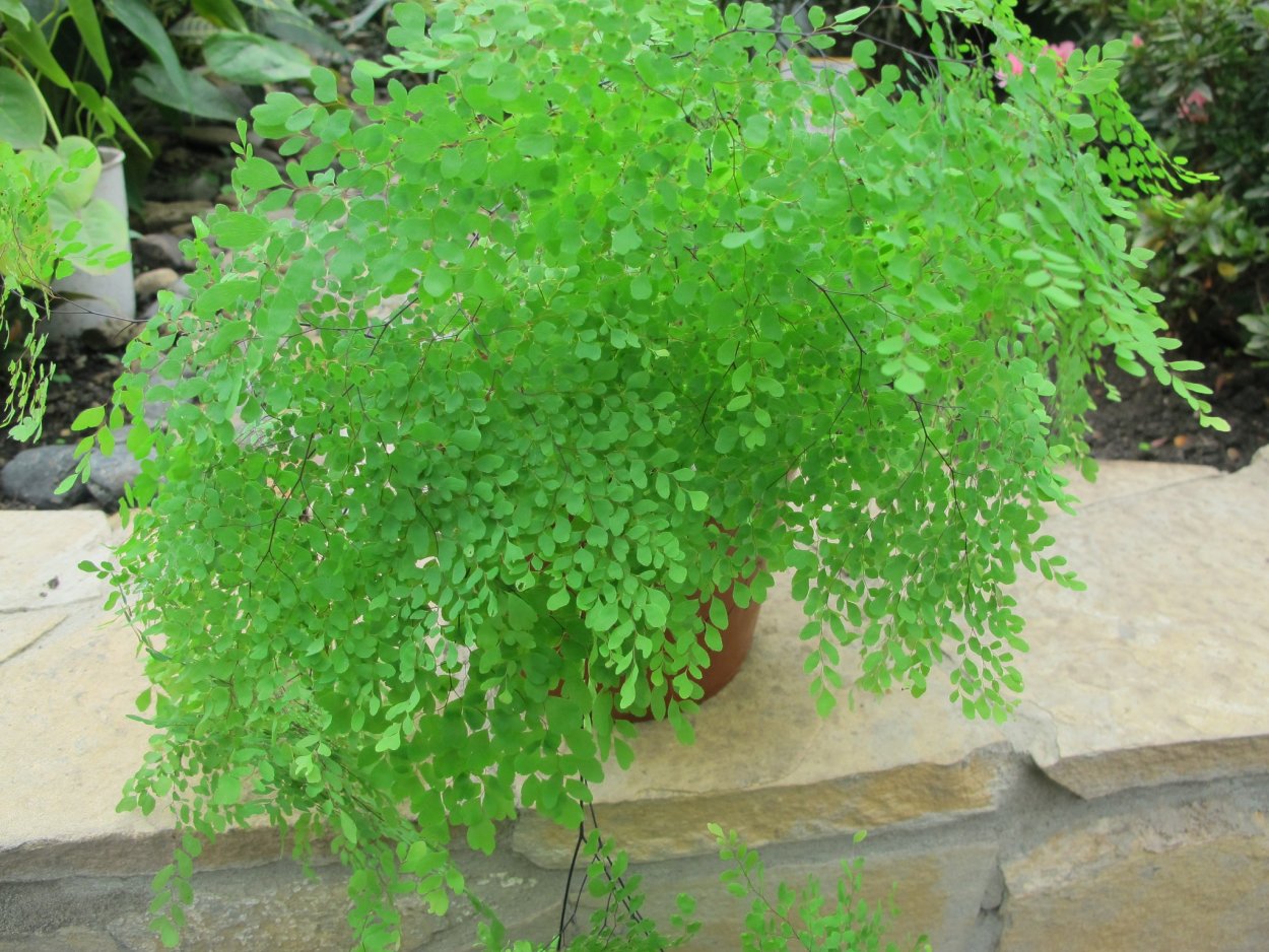 Адиантум gracillimum