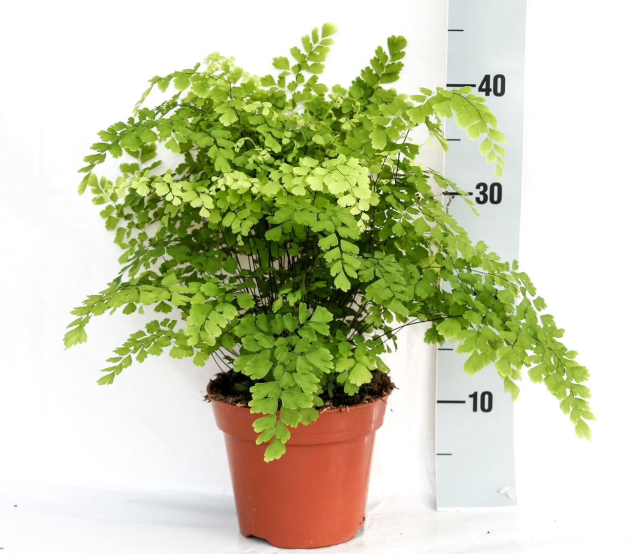 Адиантум Фрагранс d12 h25