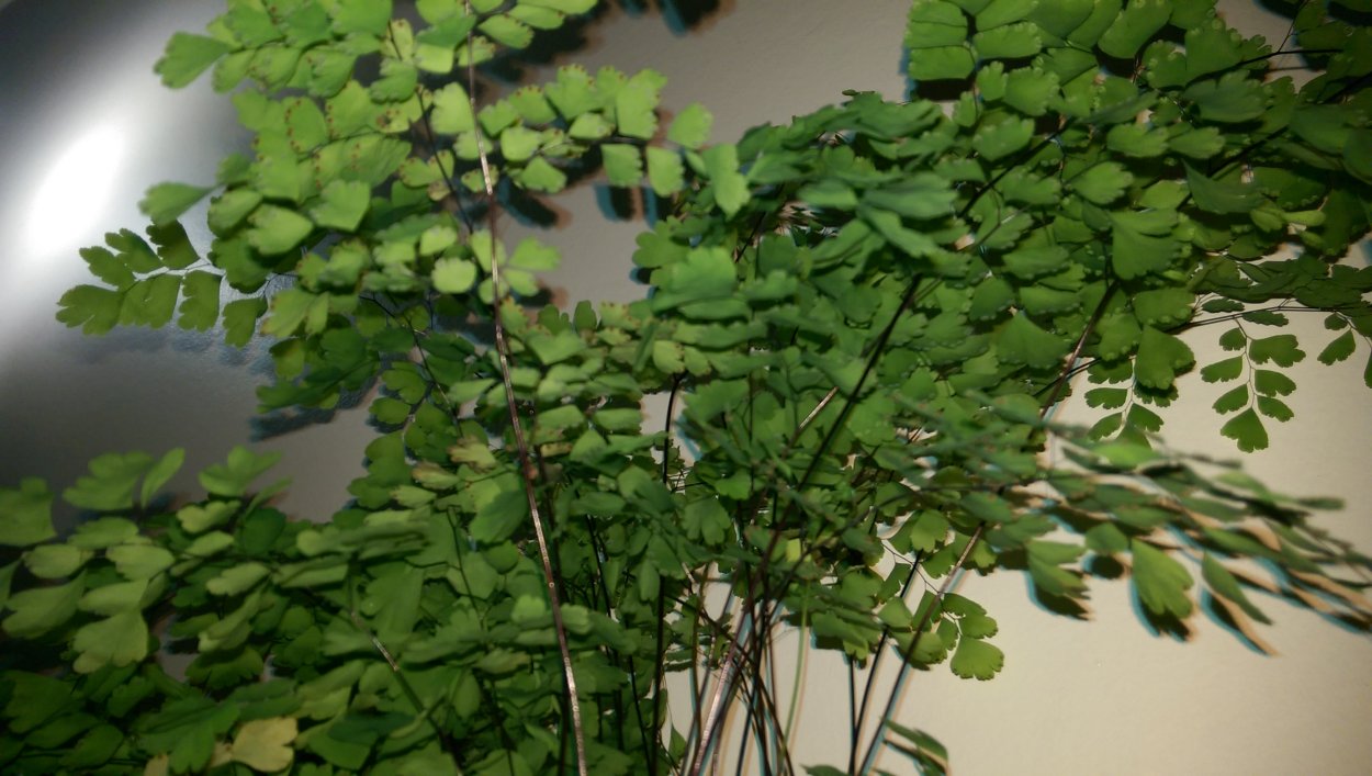 Остенец, Многорядник, адиантум («Венерин волос»)