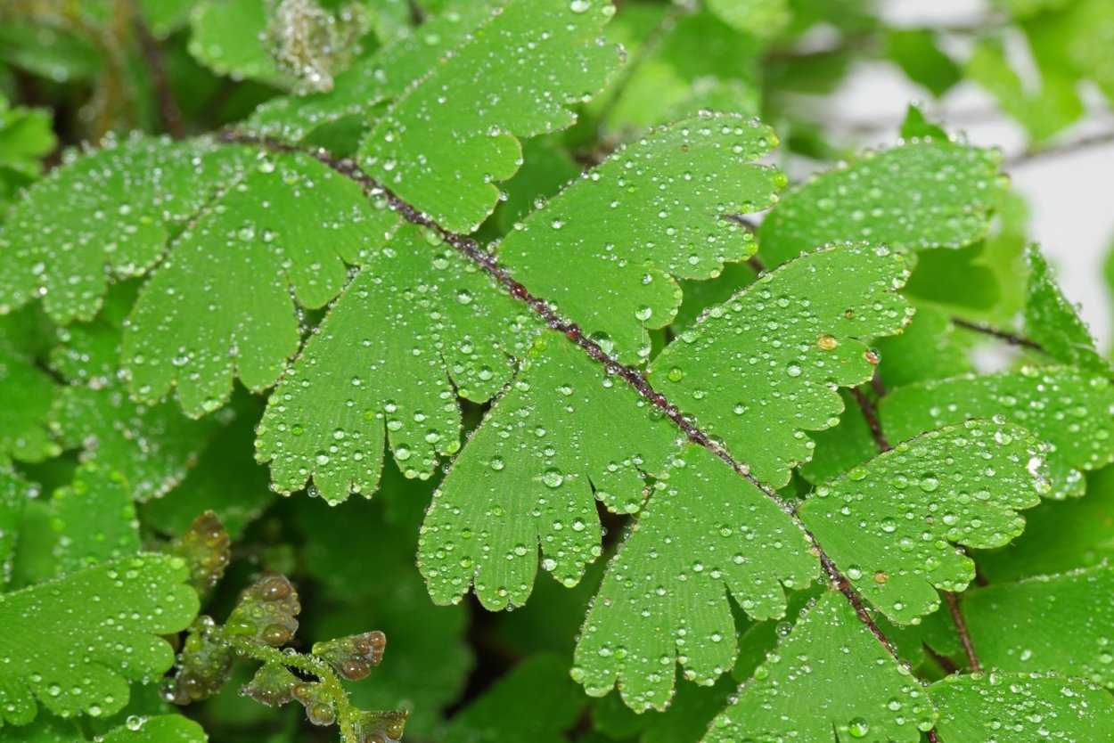 Адиантум Каудатум