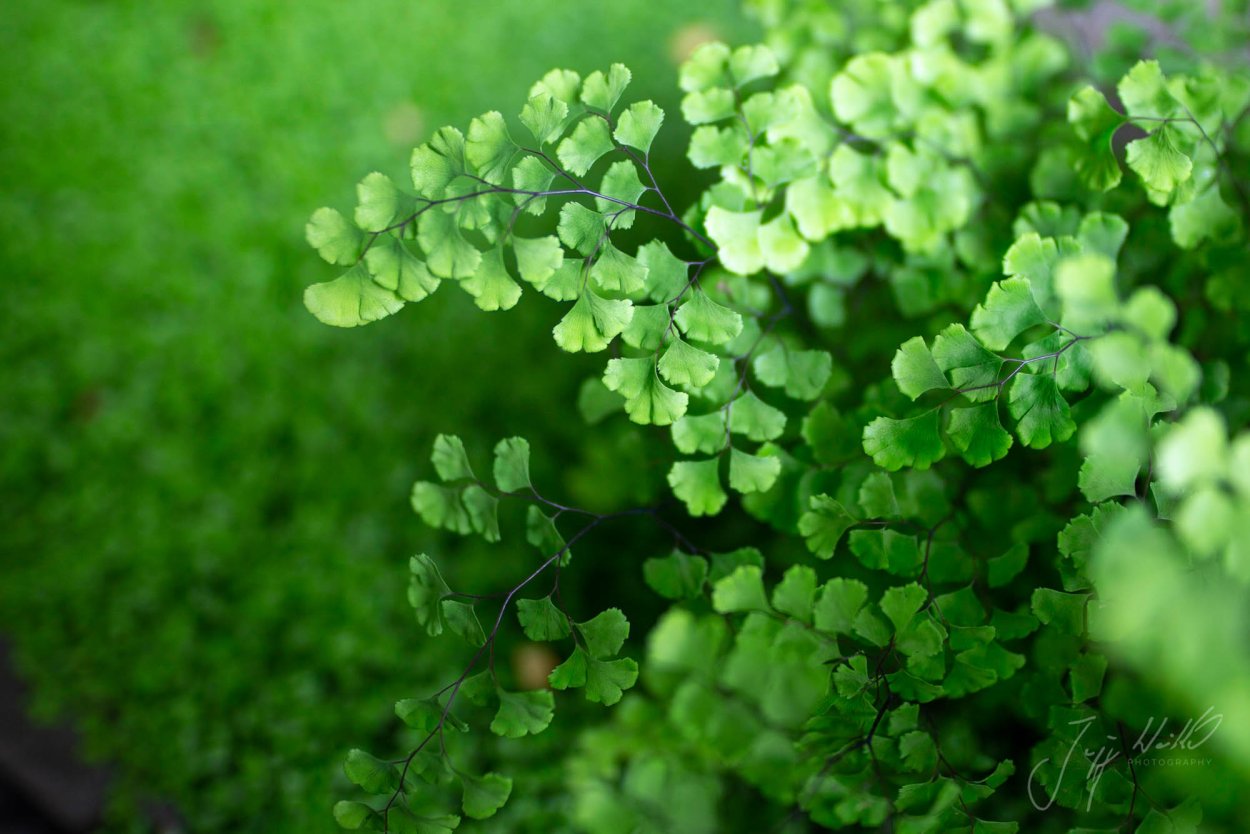 Адиантум "Adiantum"