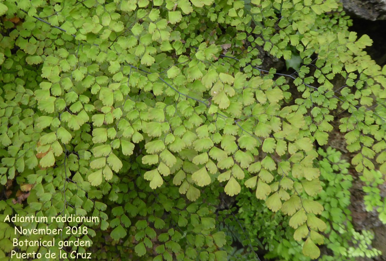 Адиантум Фриц