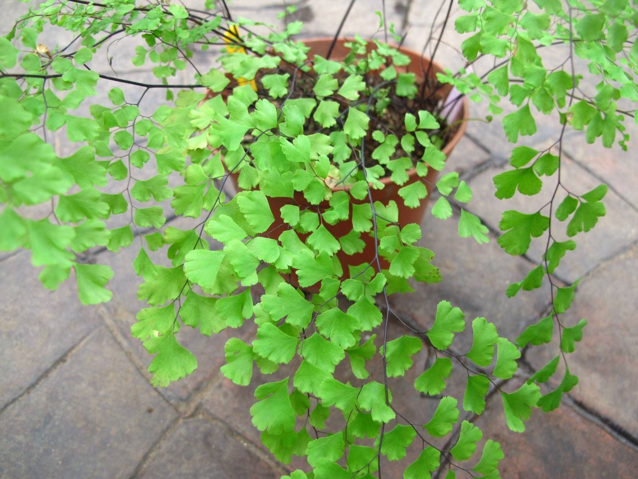 Адиантум цветок