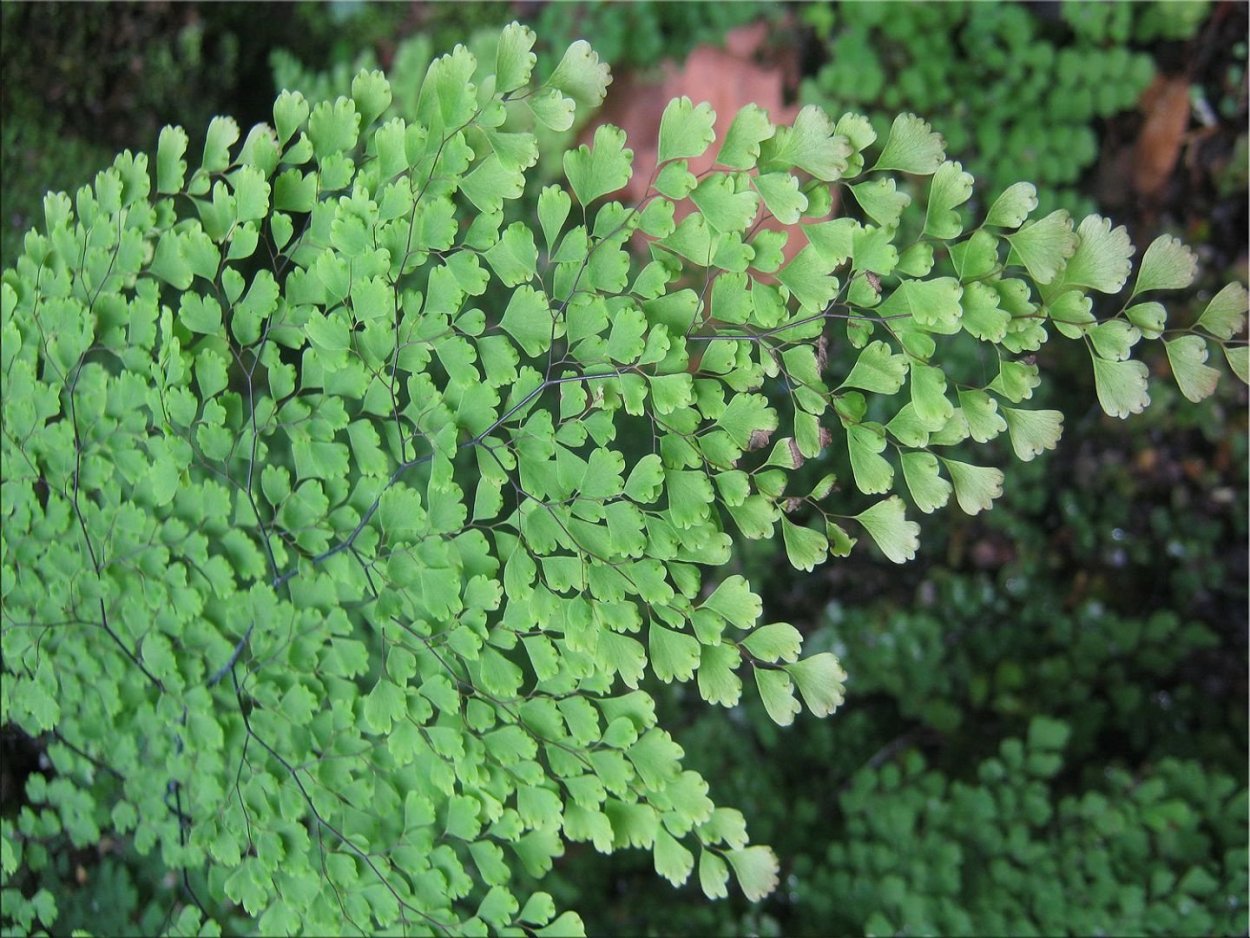 Папоротник Adiantum