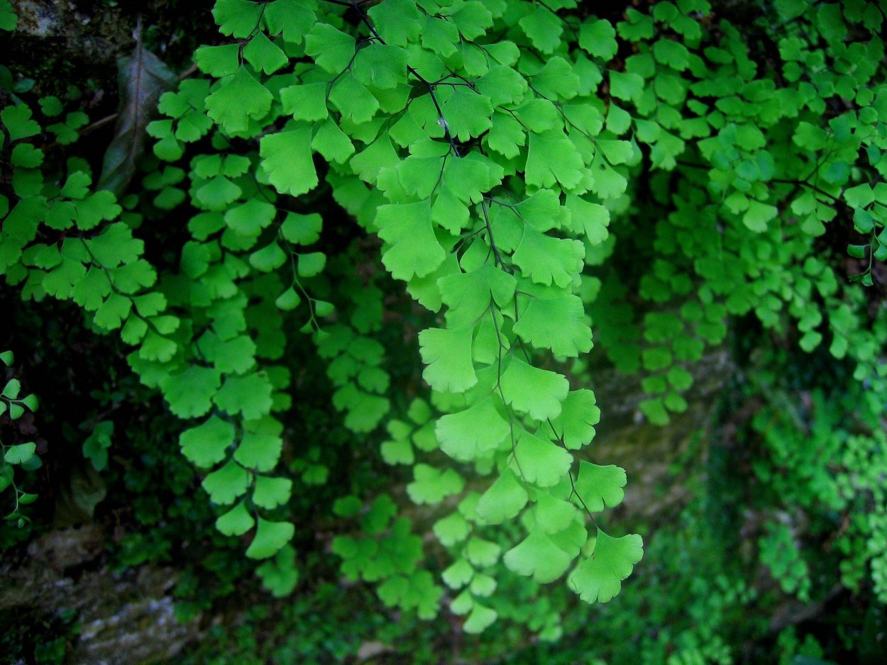 Адиантум Венерин волос