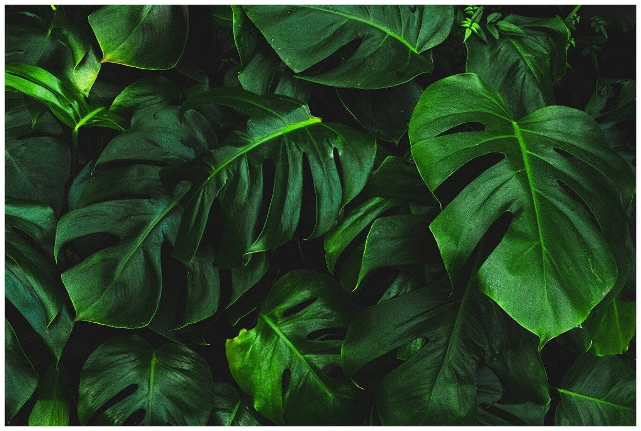 Золотой папоротник монстера