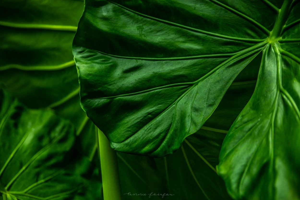 Монстера Макросъемка