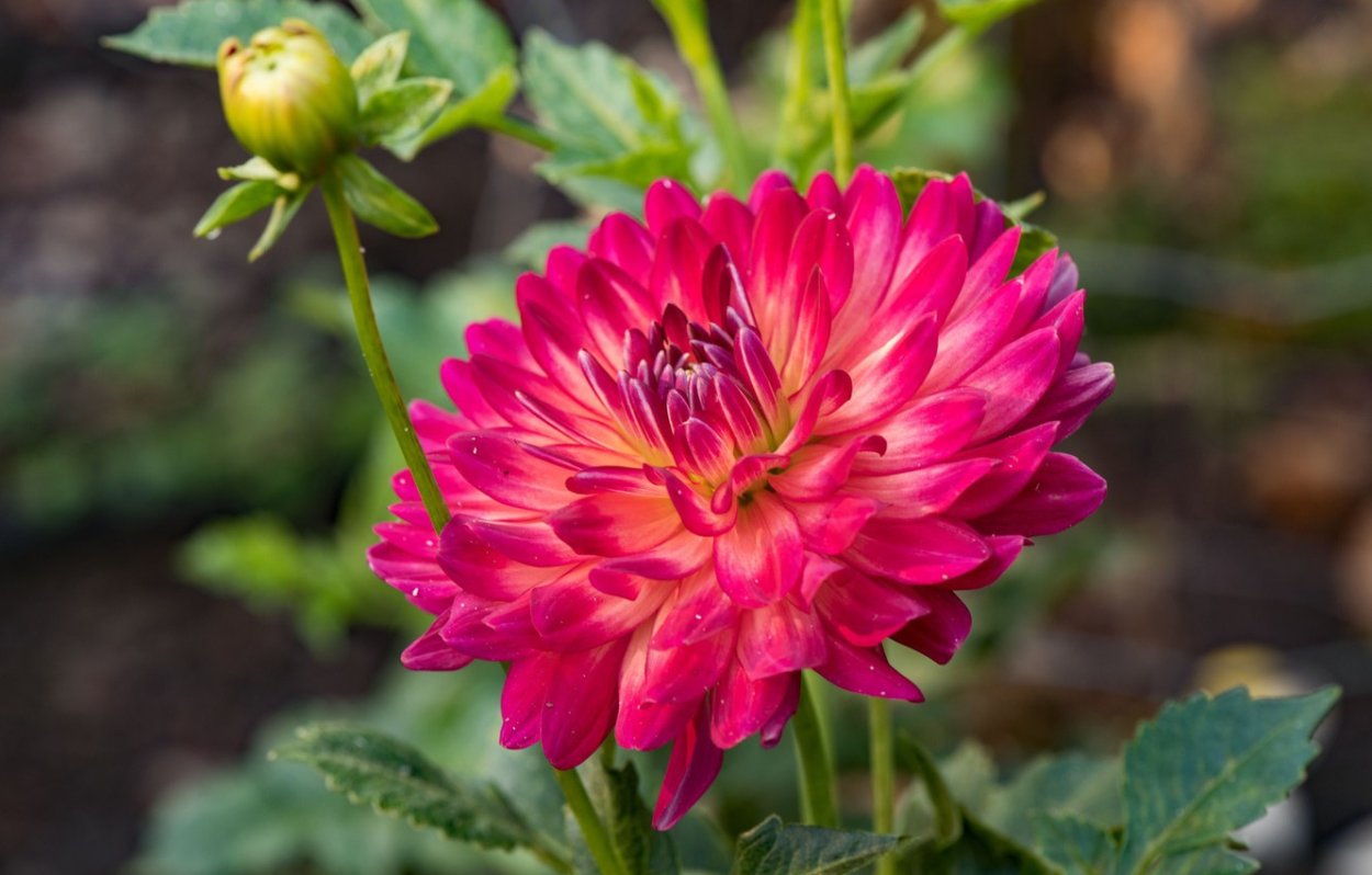 Dahlia crimson